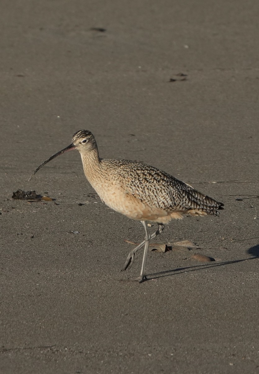 Long-billed Curlew - ML613106892