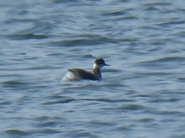 Eared Grebe - Jana Singletary