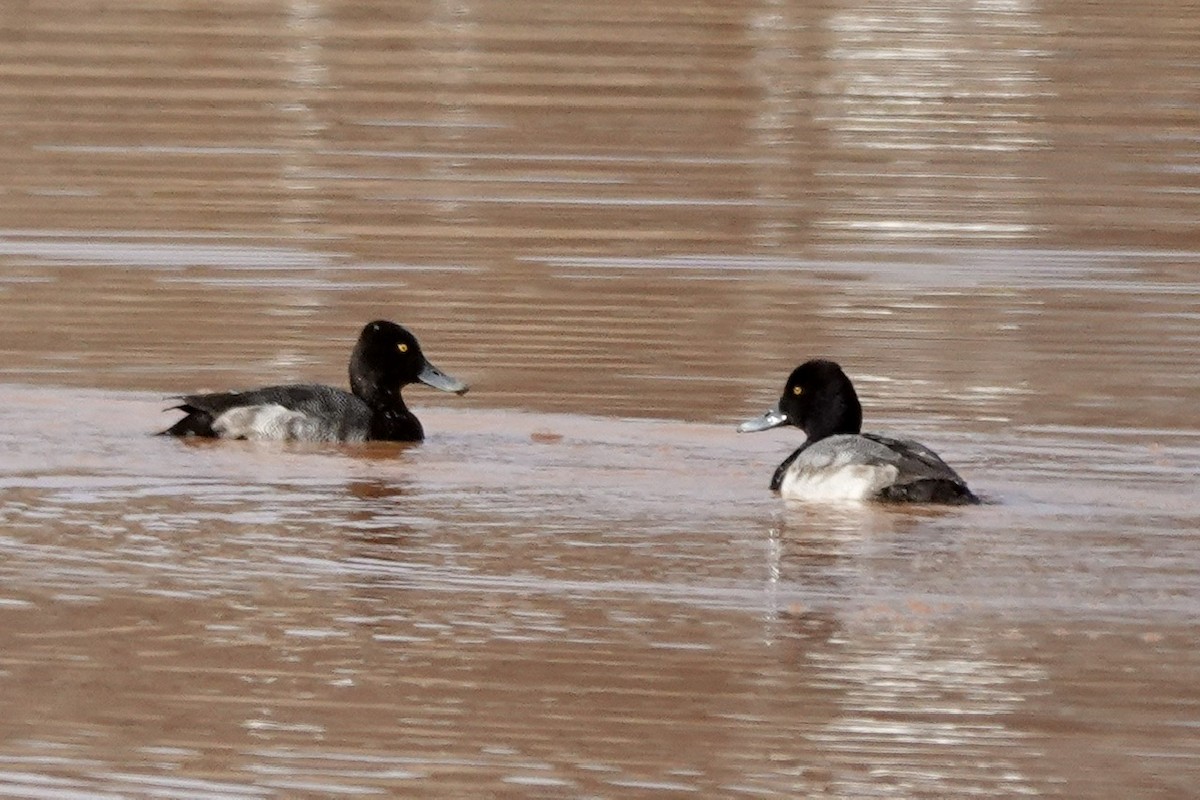 Lesser Scaup - Fleeta Chauvigne