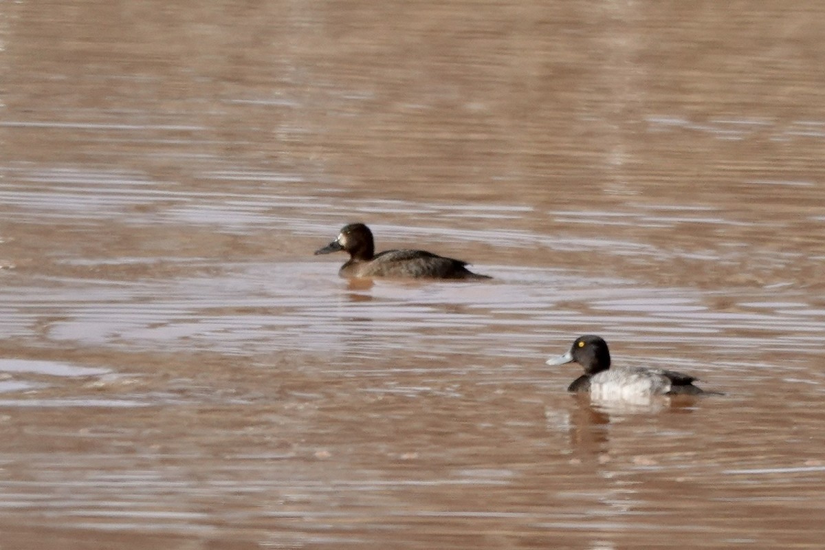 Lesser Scaup - Fleeta Chauvigne