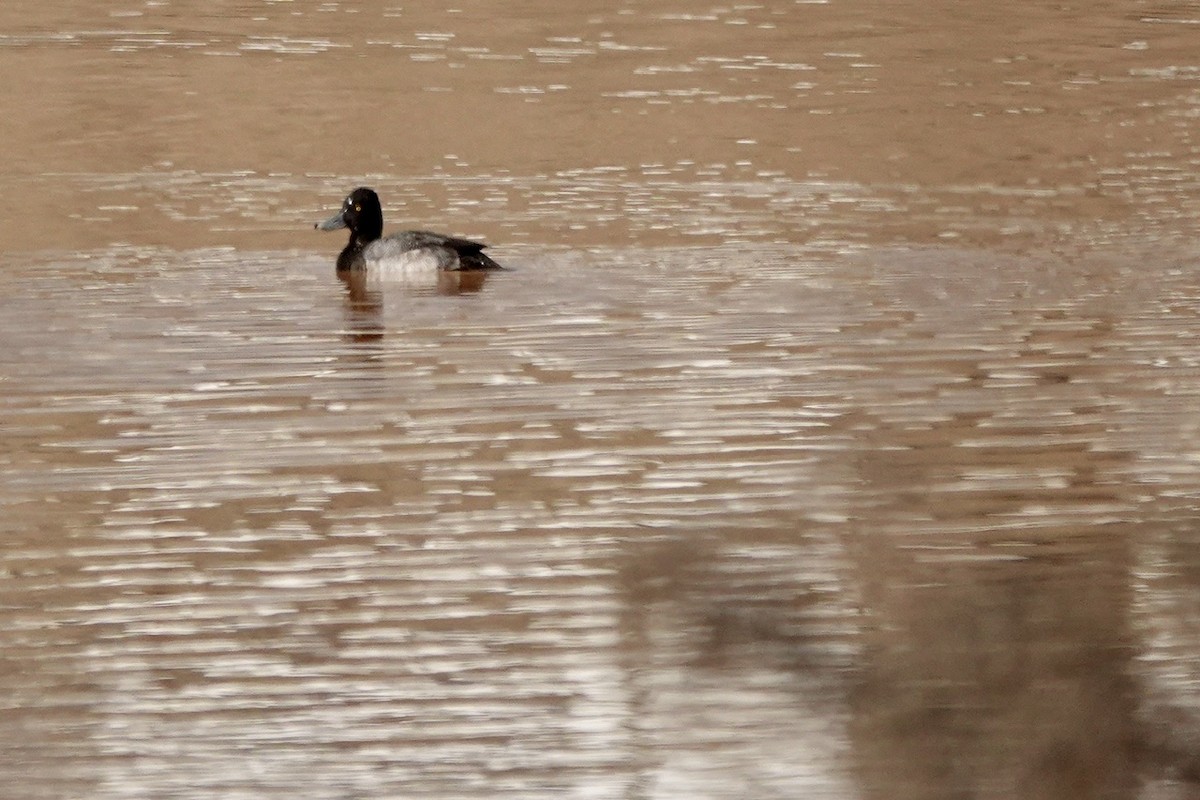 Lesser Scaup - Fleeta Chauvigne