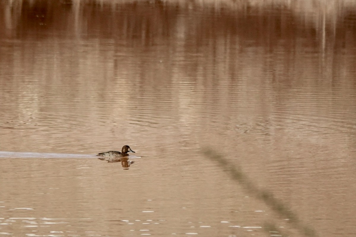 Lesser Scaup - Fleeta Chauvigne