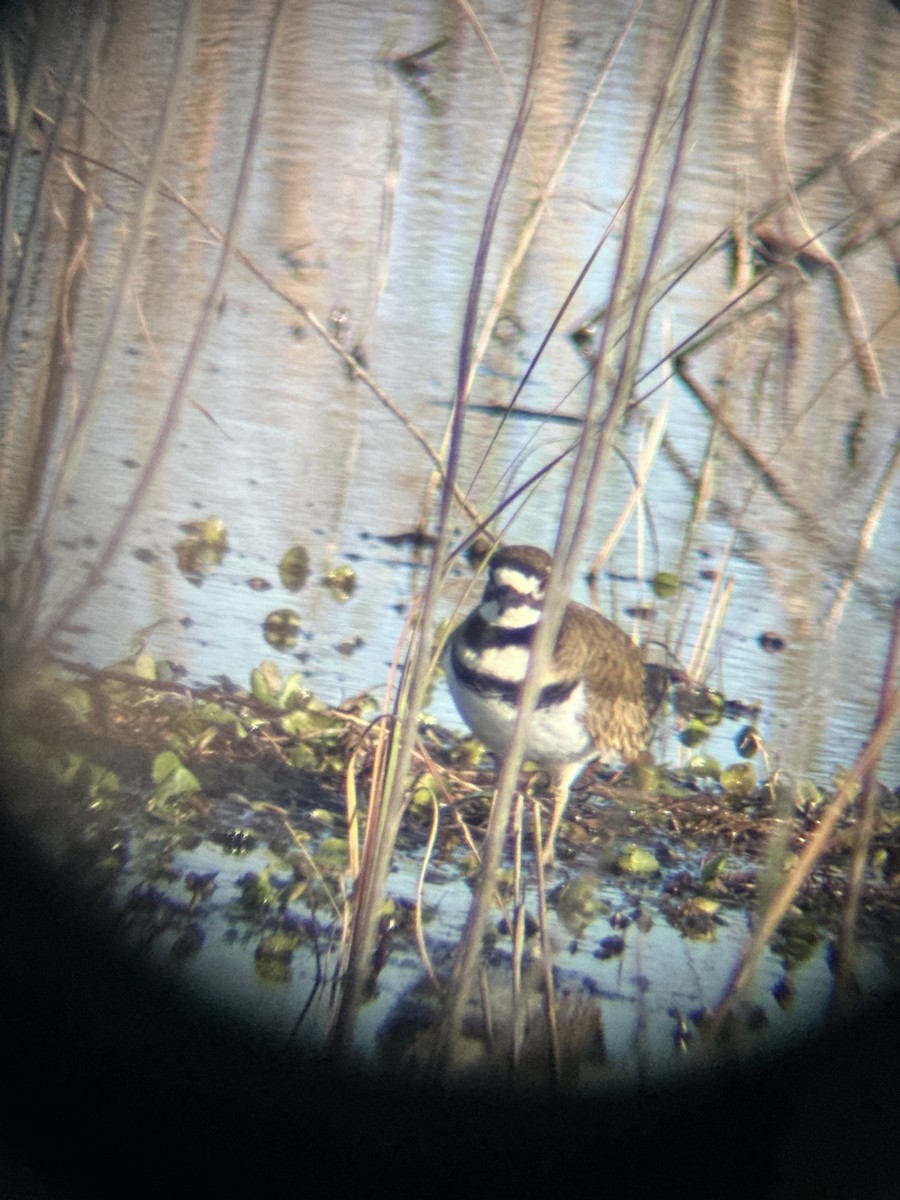 Killdeer - ML613107028