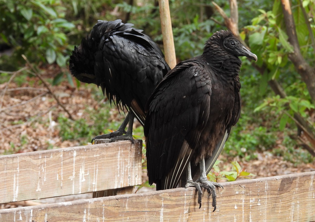Black Vulture - Kathy Springer