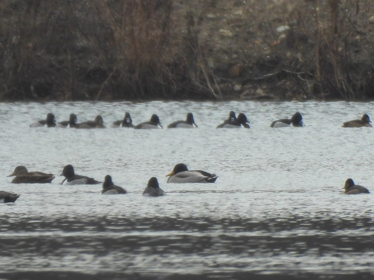 Ring-necked Duck - ML613107093