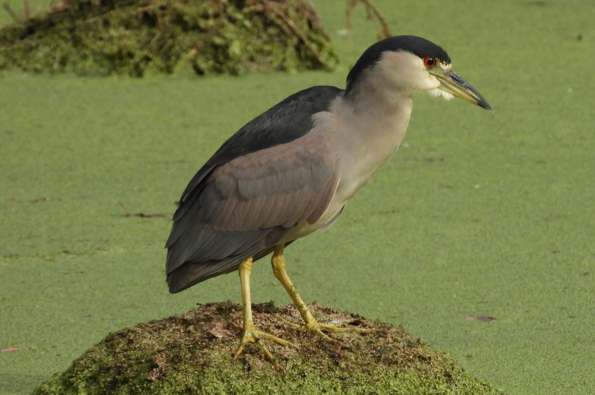 Black-crowned Night Heron - ML613107197