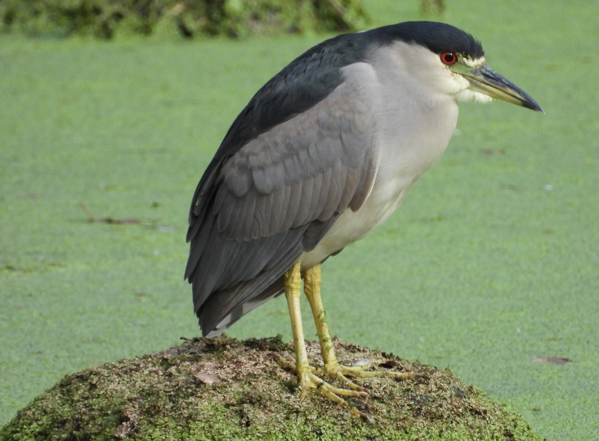 Black-crowned Night Heron - ML613107212