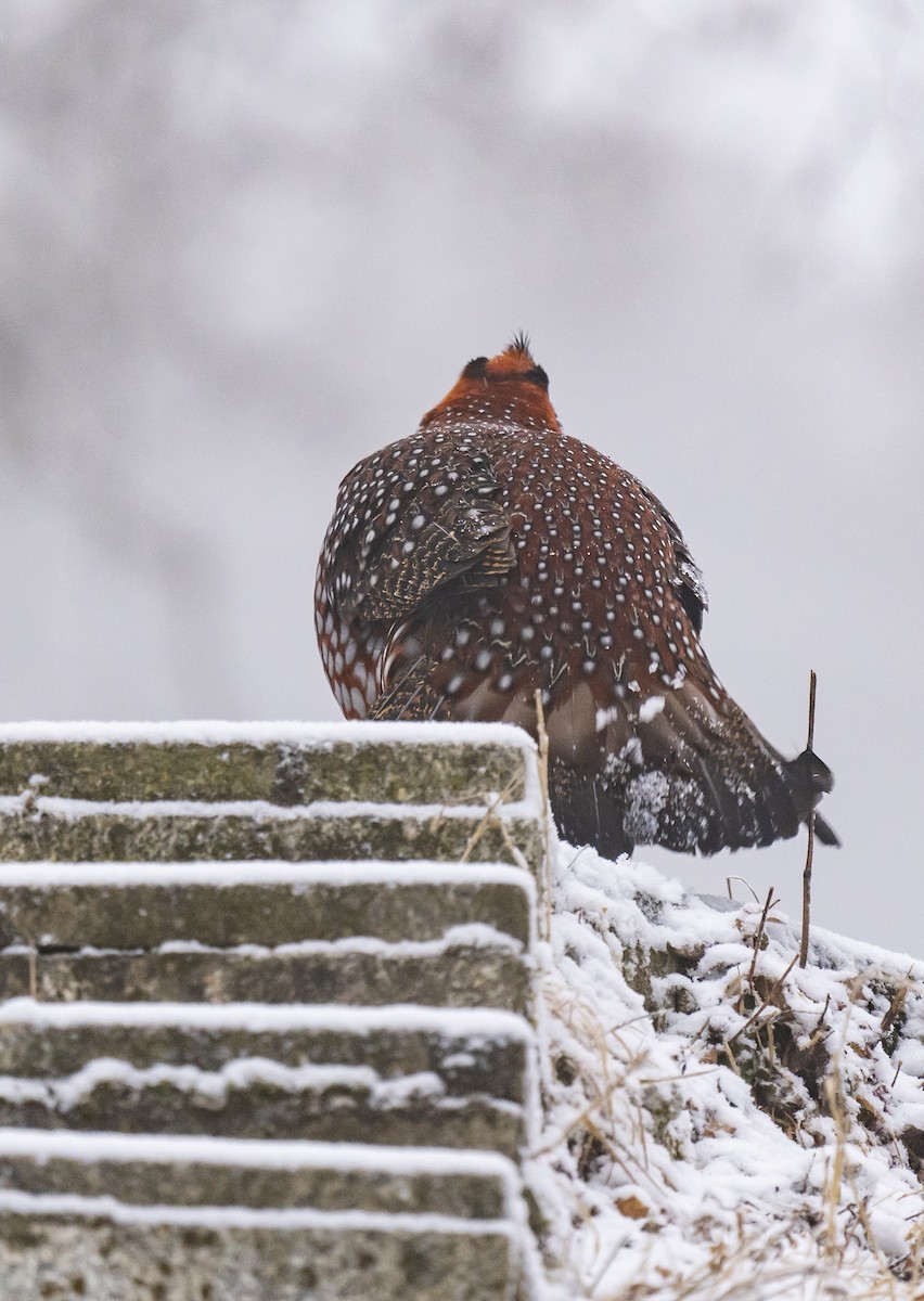 Temminck's Tragopan - ML613107223