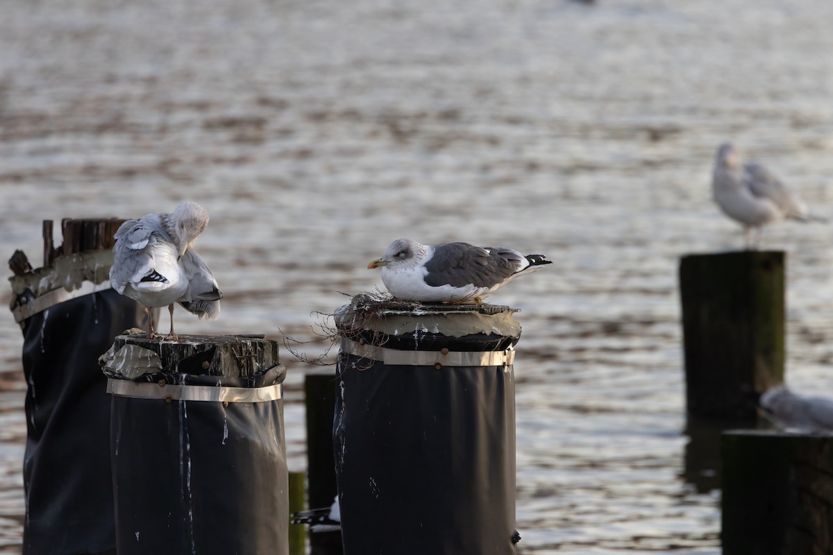 Lesser Black-backed Gull - ML613107225