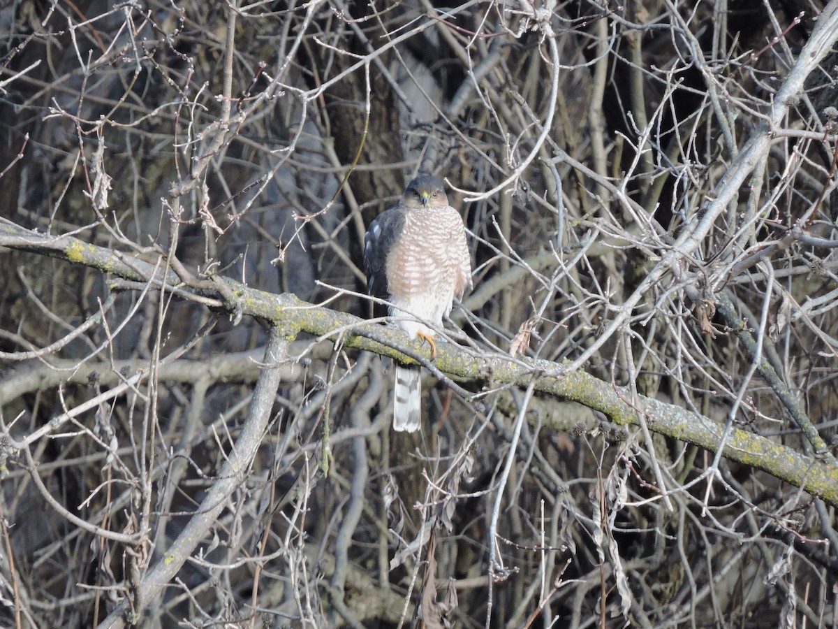 Cooper's Hawk - ML613107229