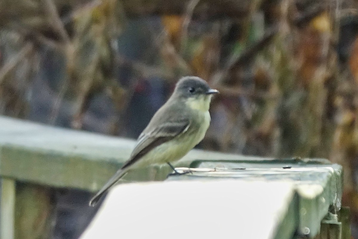 Eastern Phoebe - ML613107252