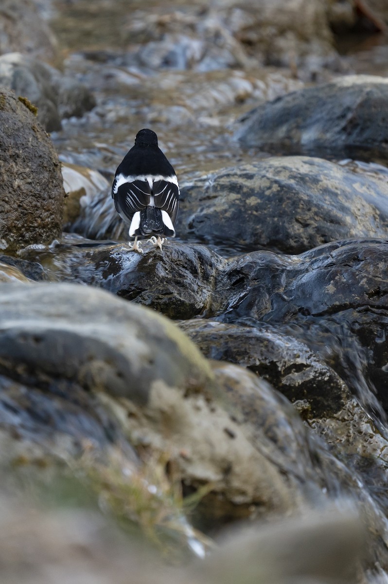 Little Forktail - ML613107278