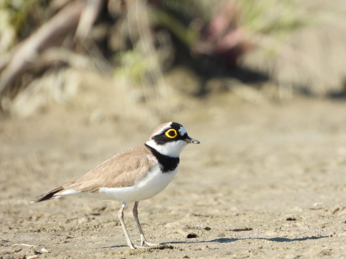 Little Ringed Plover - ML613107340