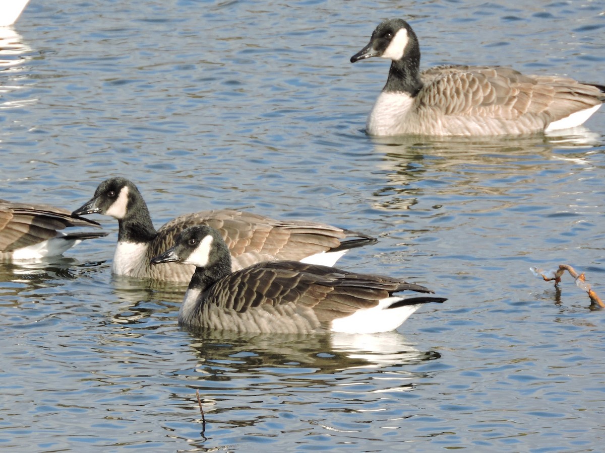 Canada Goose - ML613107367