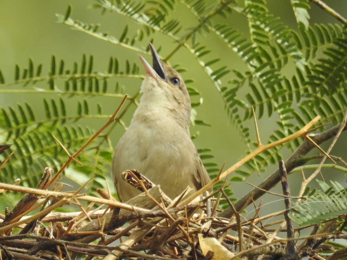 Plain Thornbird - ML613107368