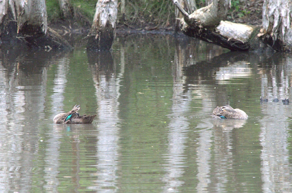 Pacific Black Duck - ML613107387