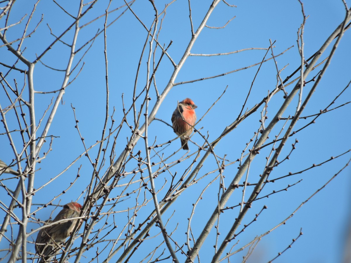 House Finch - ML613107397