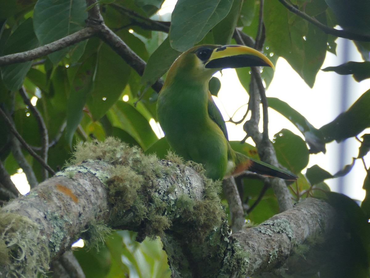 Northern Emerald-Toucanet - ML613107411