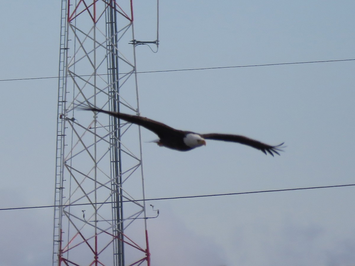 Bald Eagle - Kevin Groeneweg