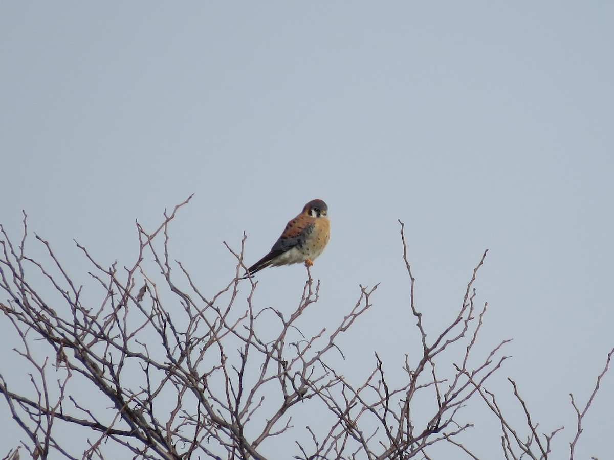 American Kestrel - Kevin Groeneweg