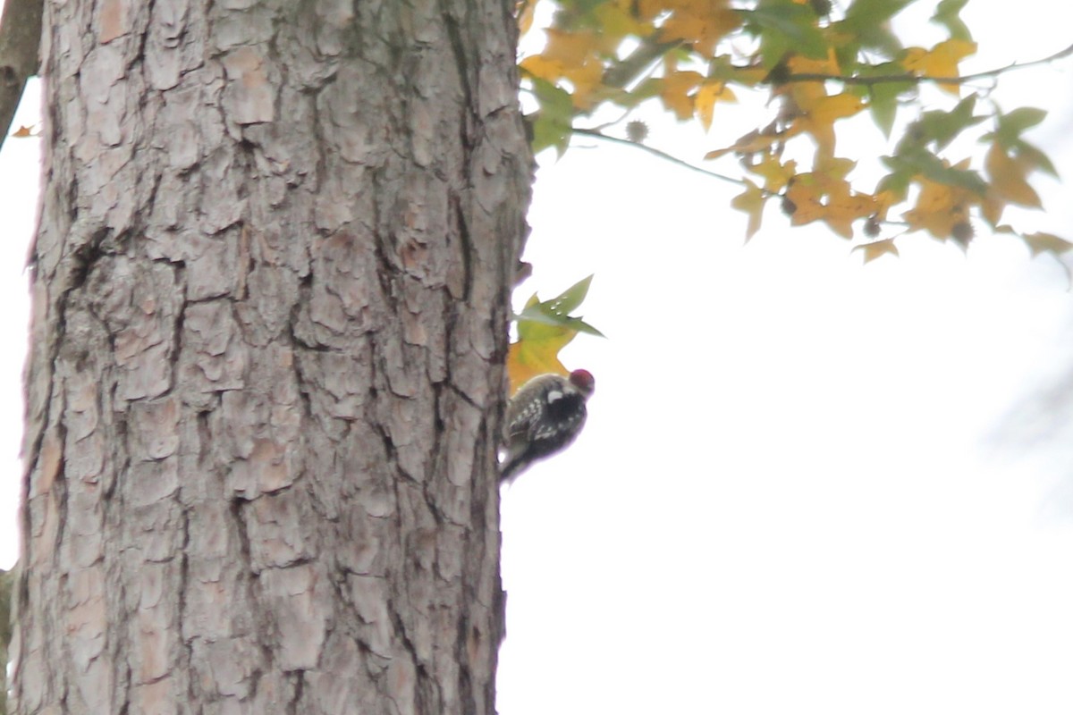 Yellow-bellied Sapsucker - ML613107503