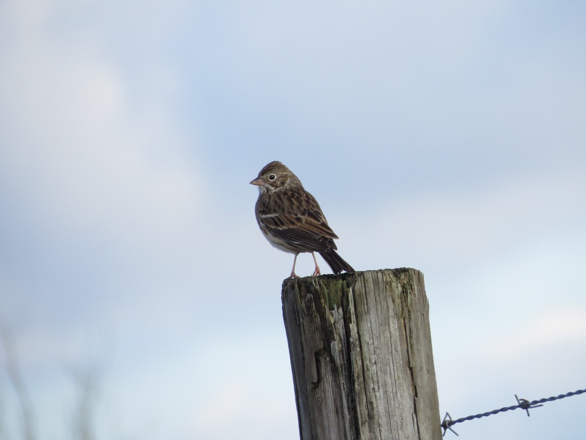 Vesper Sparrow - ML613107599