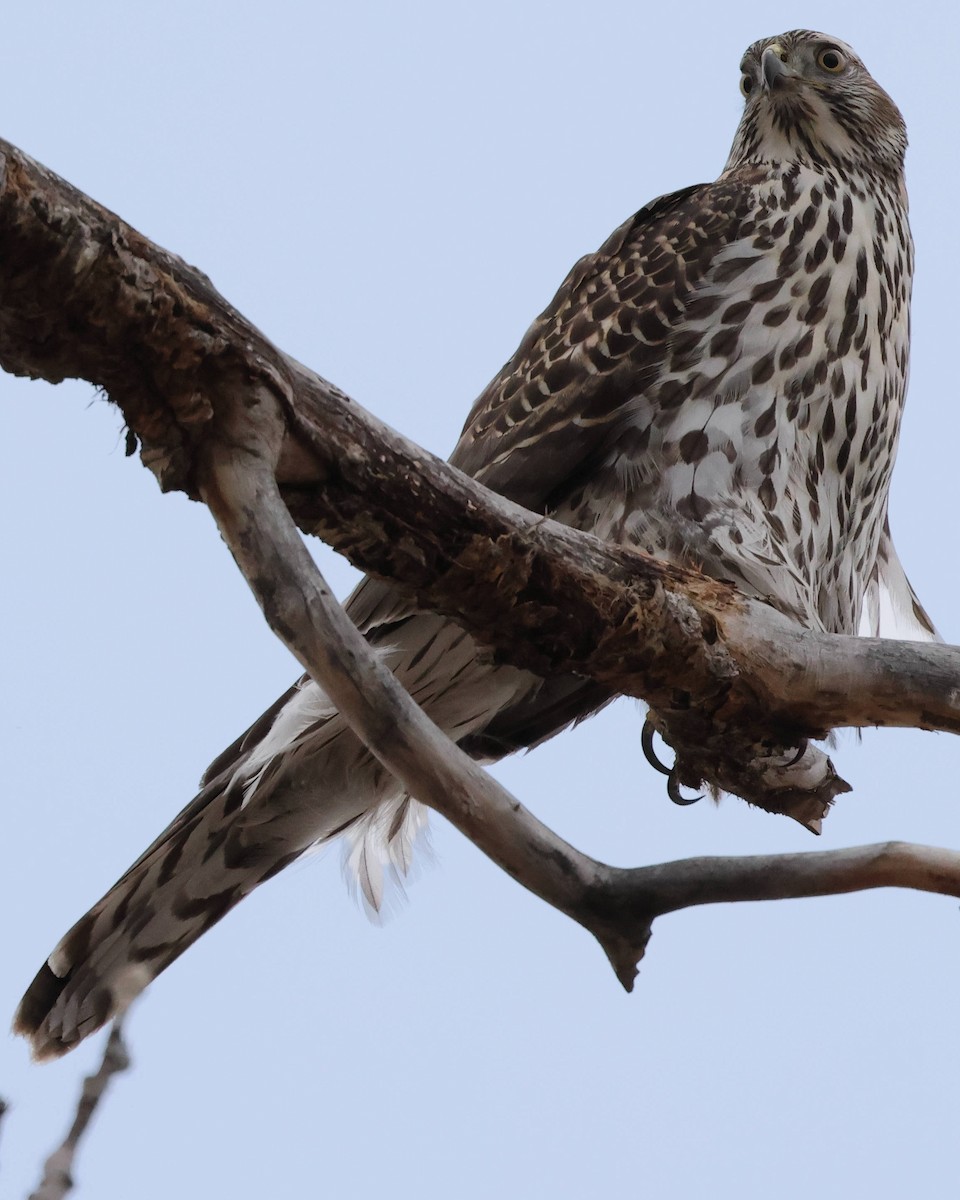 American Goshawk - ML613107673