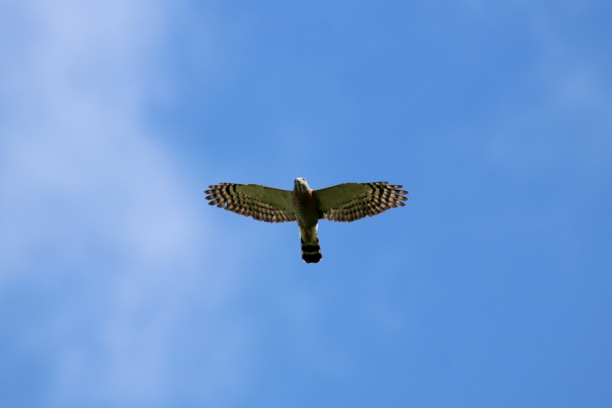 Double-toothed Kite - ML613107705