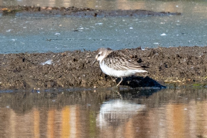 Semipalmated Sandpiper - ML613107706