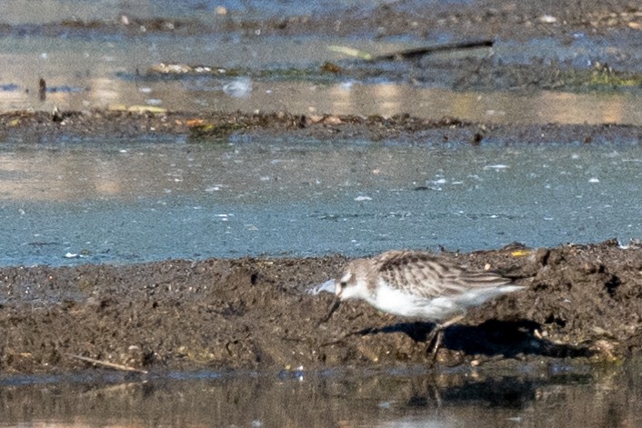 Semipalmated Sandpiper - ML613107709