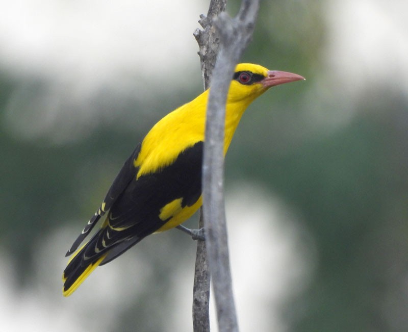 Indian Golden Oriole - ML613107783