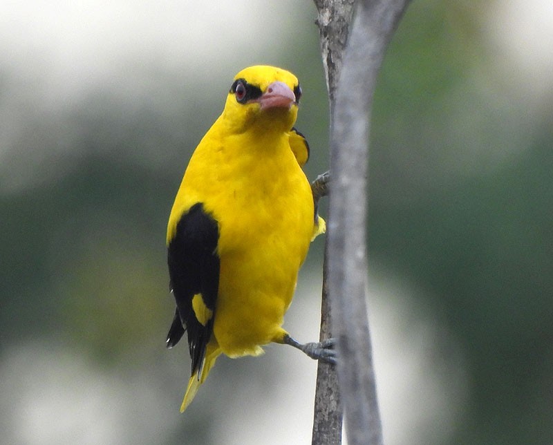 Indian Golden Oriole - ML613107784