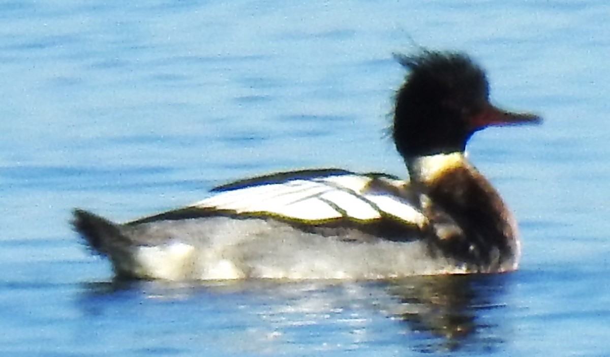 Red-breasted Merganser - Lucio 'Luc' Fazio