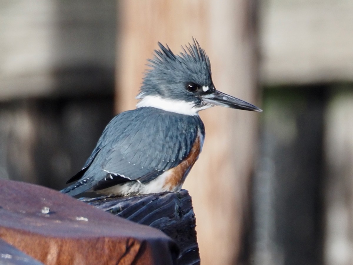 Belted Kingfisher - ML613107795