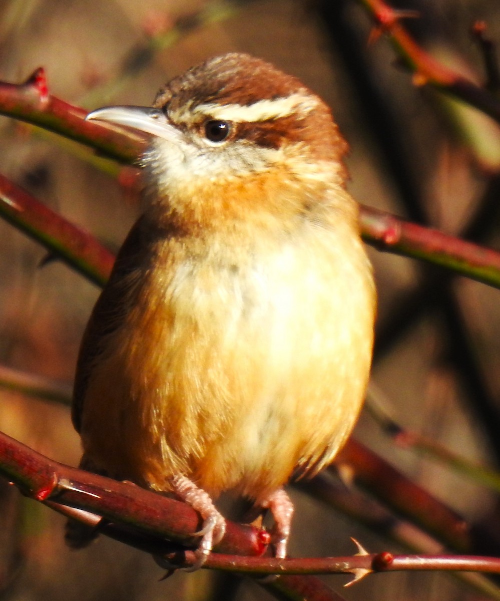 Carolina Wren - Lucio 'Luc' Fazio