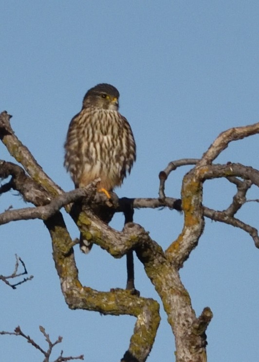 コチョウゲンボウ（columbarius） - ML613107824