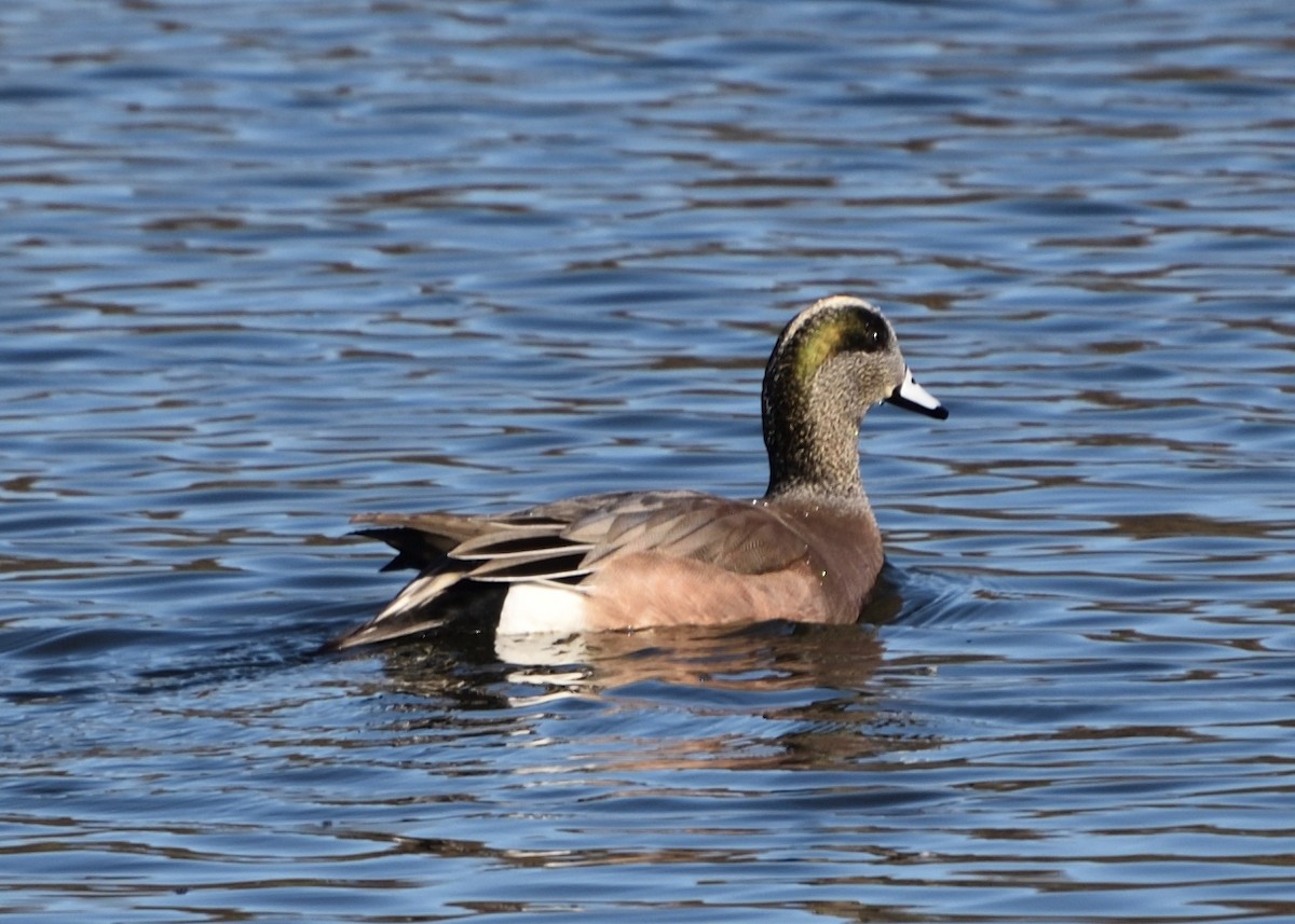 American Wigeon - Barbara Peck