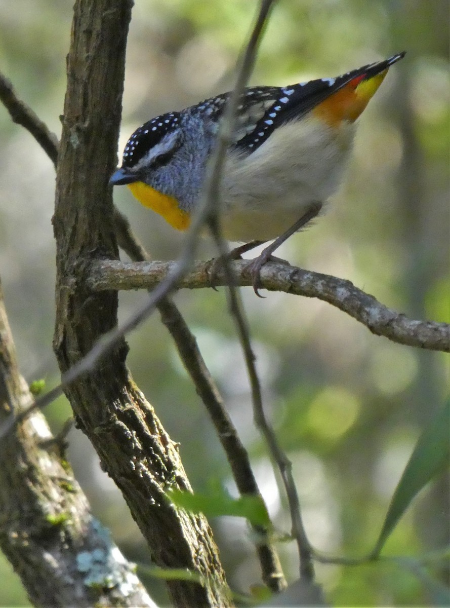 Spotted Pardalote - ML613107914