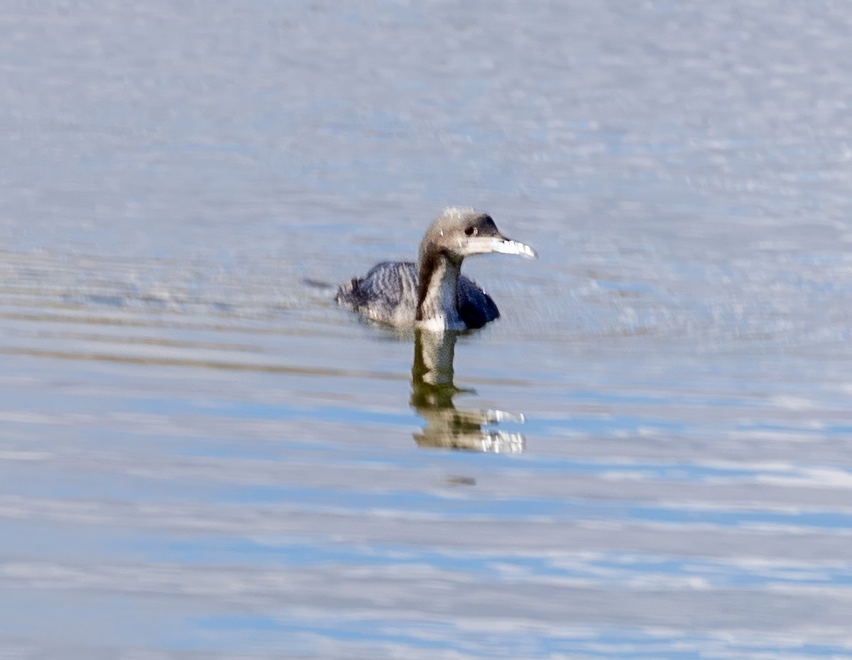 Pacific Loon - ML613107925