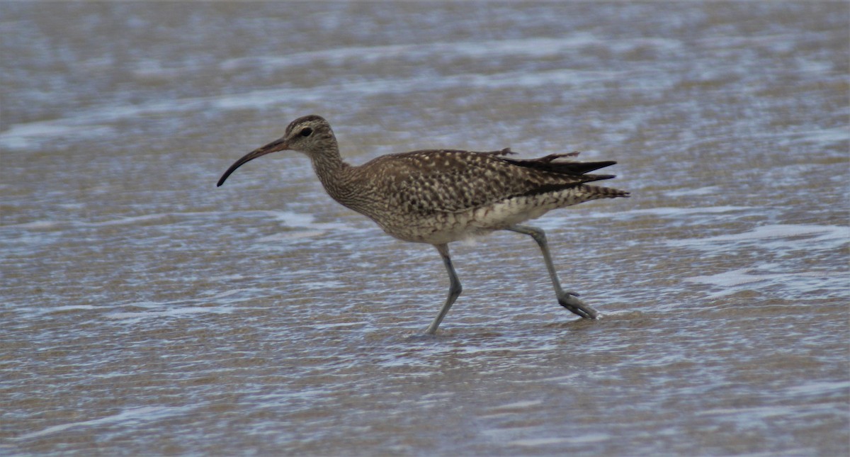 Regenbrachvogel - ML613108061