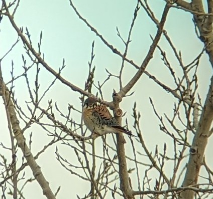 American Kestrel - ML613108111