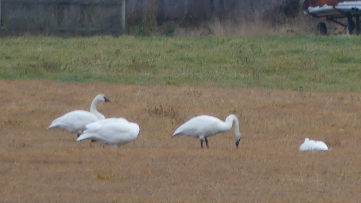 Trumpeter Swan - Claire Miller