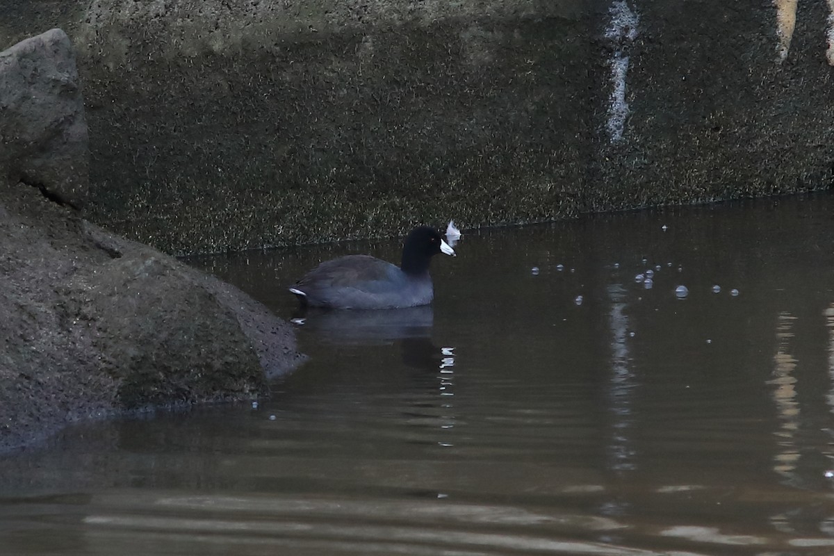 American Coot - ML613108303