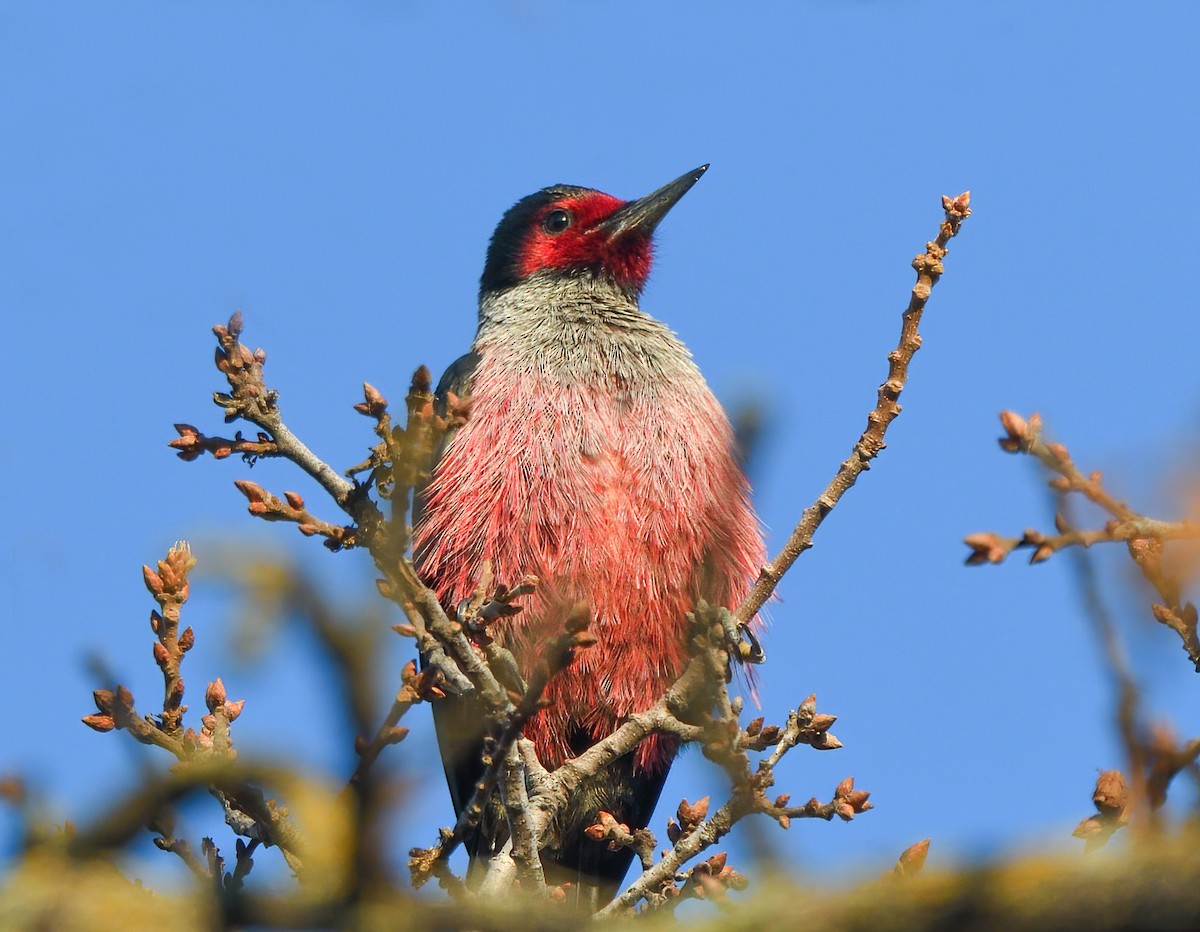 Lewis's Woodpecker - Jerry Ting