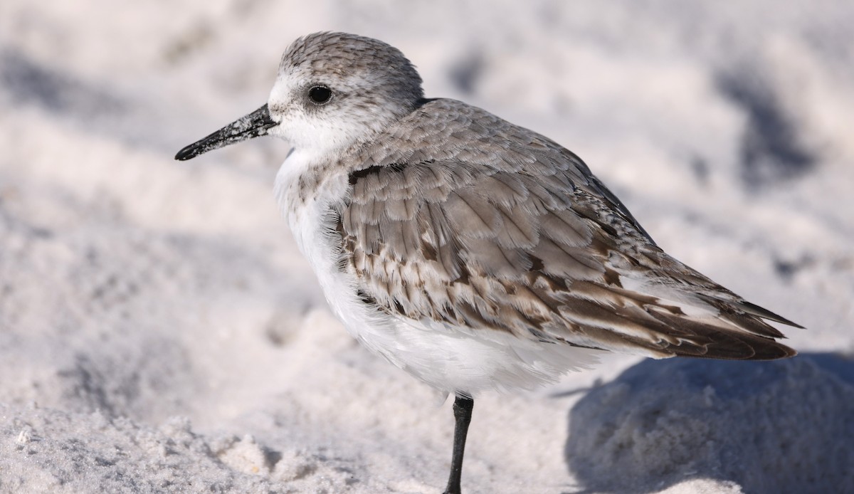 Sanderling - ML613108355