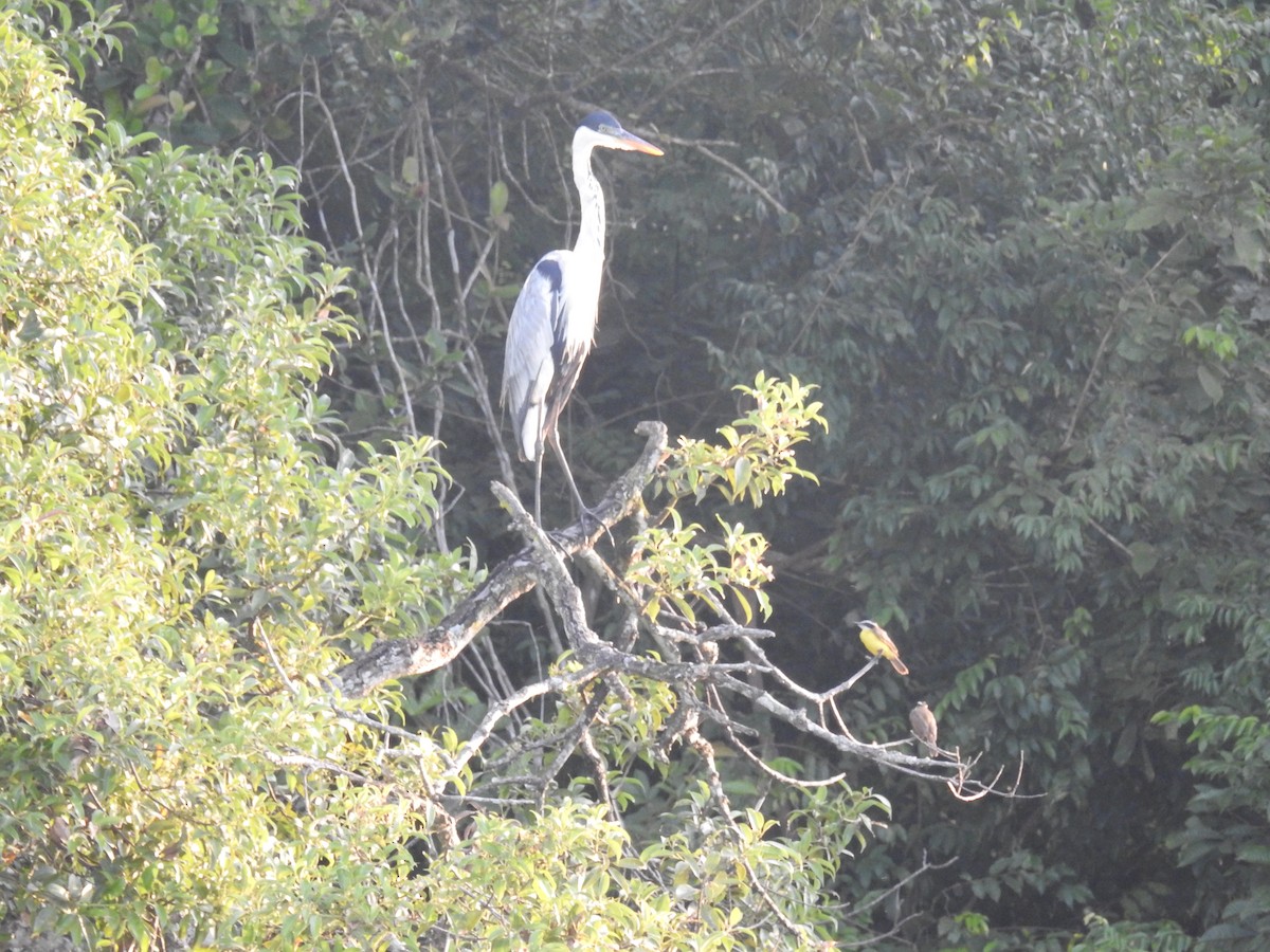 Cocoi Heron - ML613108368