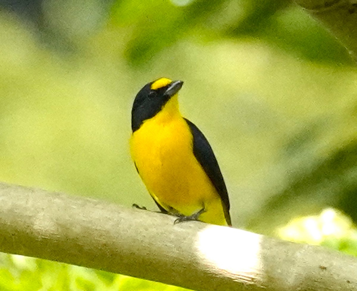 Yellow-throated Euphonia - ML613108387