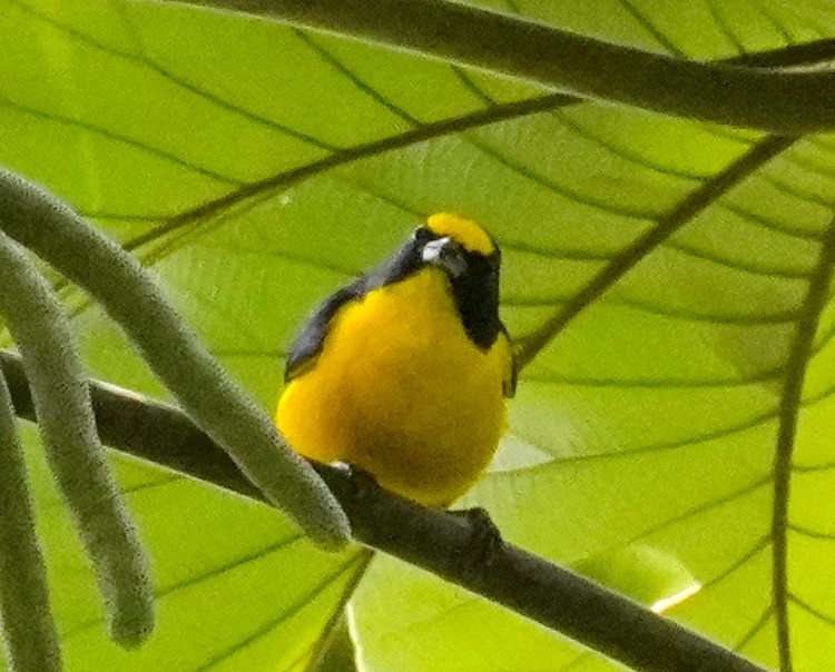 Yellow-throated Euphonia - ML613108413