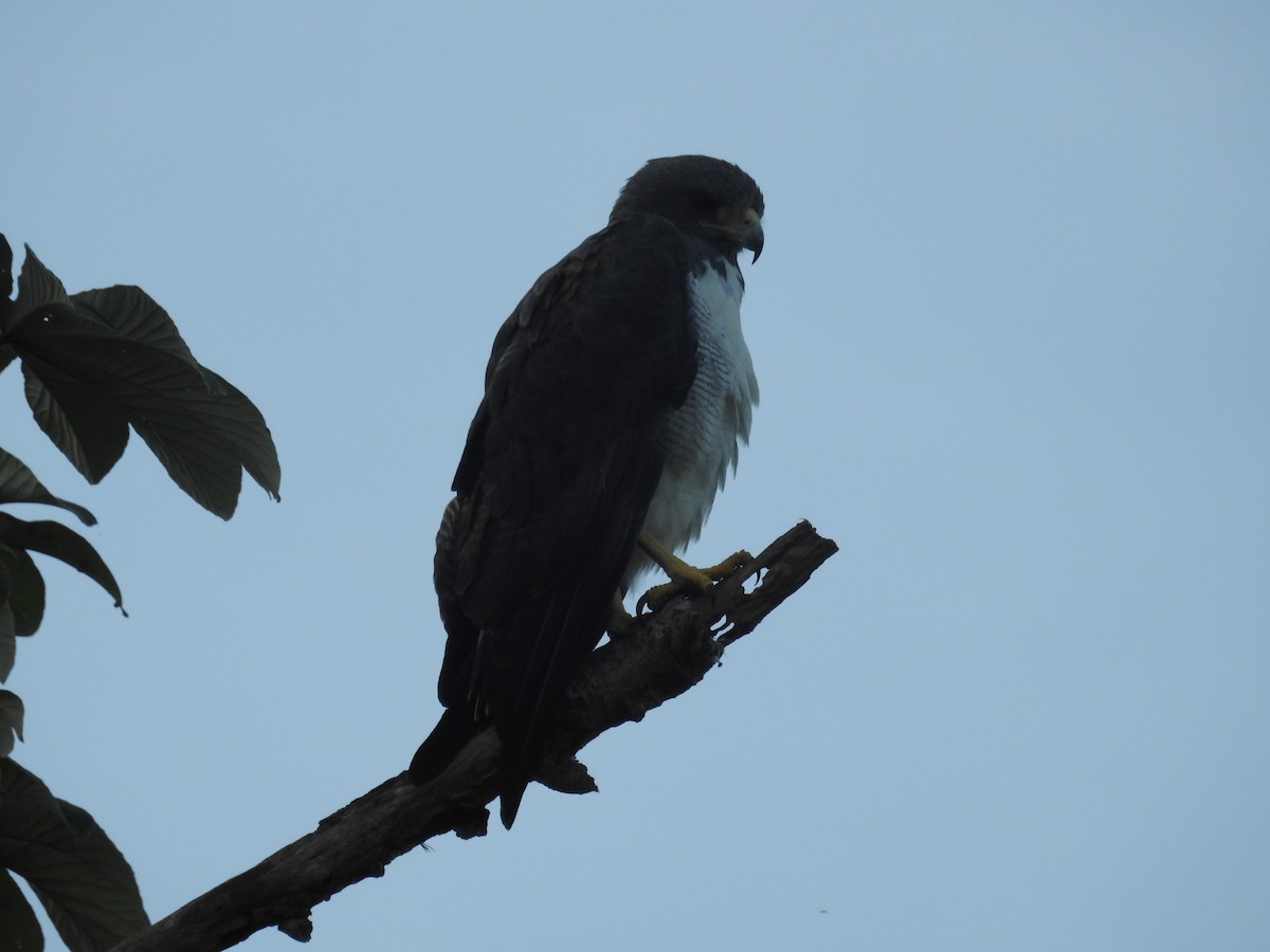 White-tailed Hawk - ML613108427
