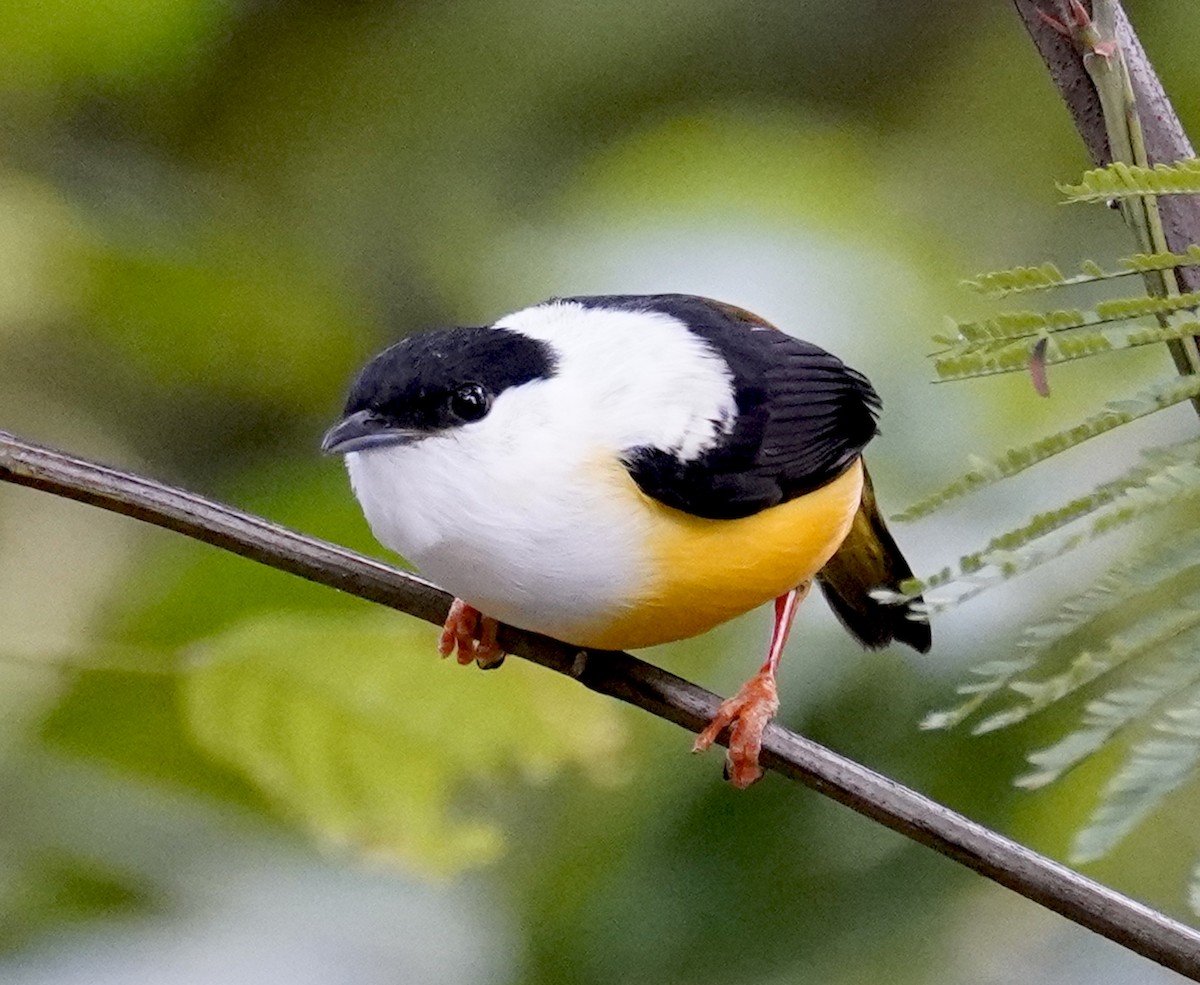 White-collared Manakin - ML613108453